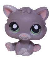 #1607 Kitten